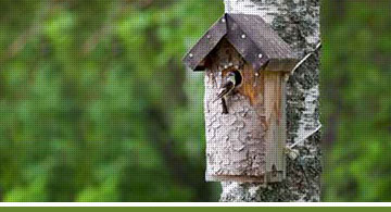Bird feeders & bird houses