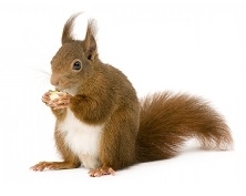 Squirrel food