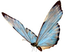 Butterfly Nectar