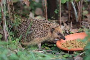 czym karmić jeża w ogrodzie